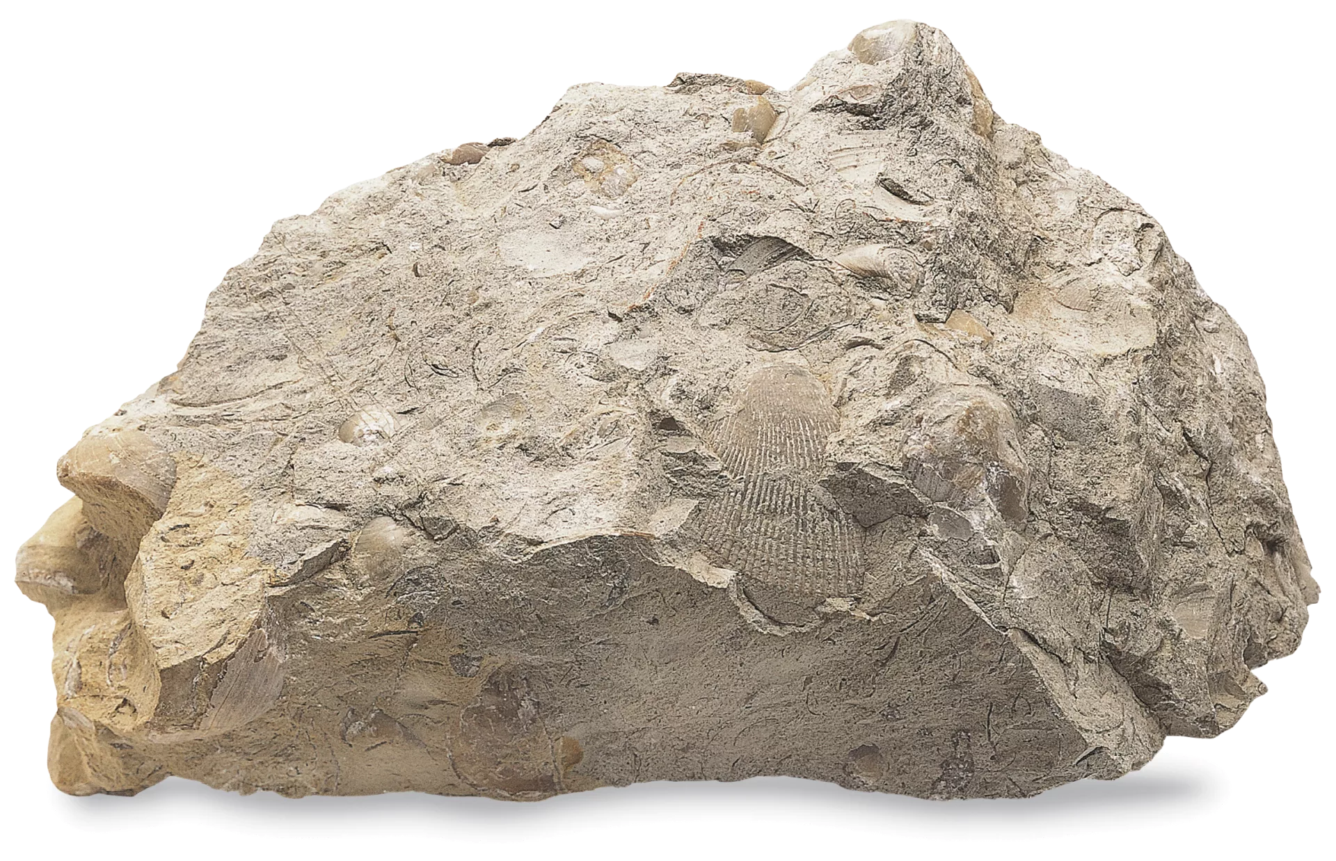 A fossil Rock